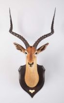 Taxidermy: Common Impala (Aepyceros Melampus), dated 1909, British East Africa, by Rowland Ward Ltd,