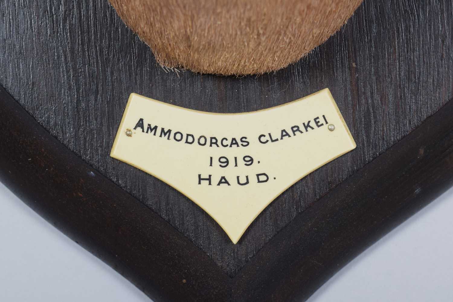 Taxidermy: Dibatag (Ammodorcas clarkei), dated 1919, Haud, Somalia, by Rowland Ward Ltd, "The - Image 4 of 7
