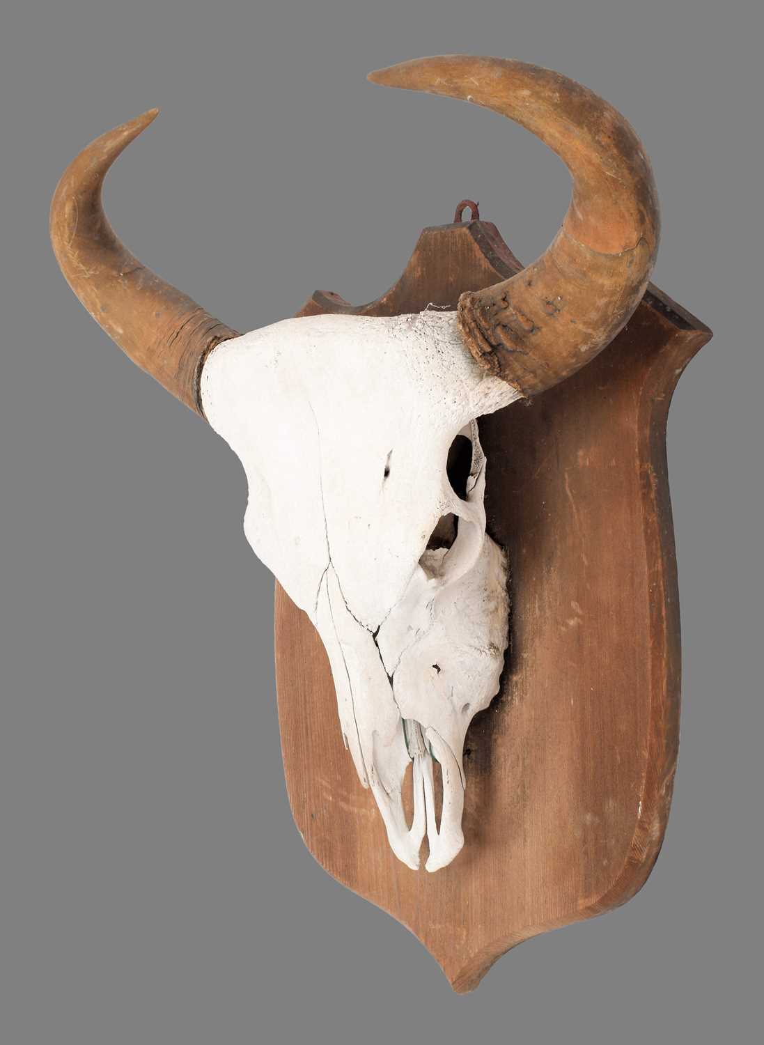 Antlers/Horns: Indian Gaur Buffalo (Bos gaurus gaurus), circa 1920-1930, India, a large set of adult - Image 4 of 6