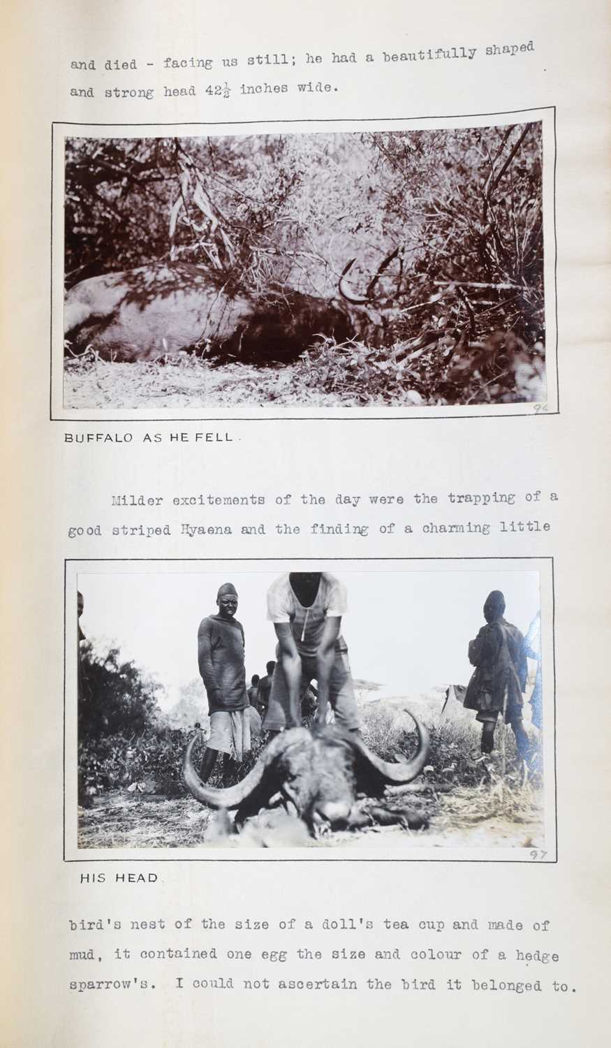 Taxidermy: Cape Buffalo (Syncerus caffer), dated 1912, British East Africa, by Rowland Ward Ltd, " - Image 6 of 9