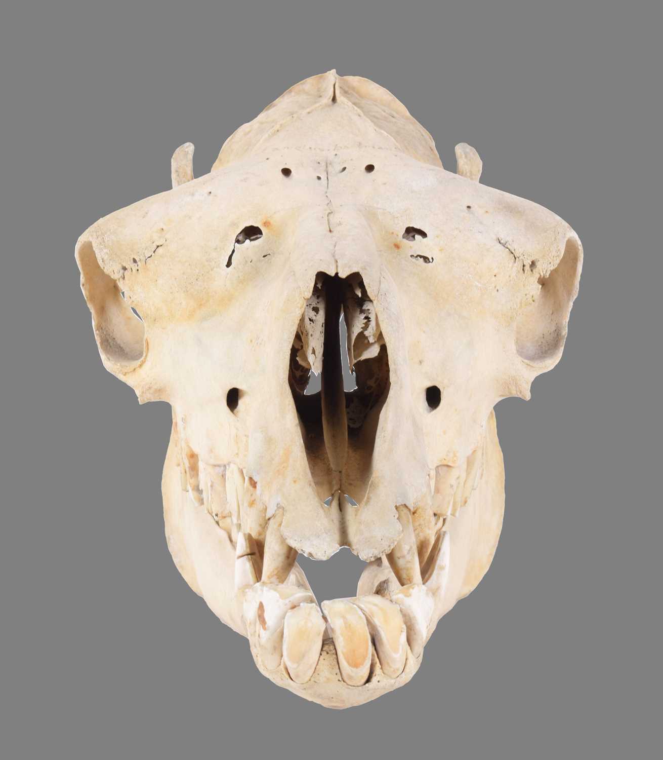 Skulls/Anatomy: Bactrian Camel Skull (Camelus bactrianus), circa early-mid 20th century, an - Image 3 of 5