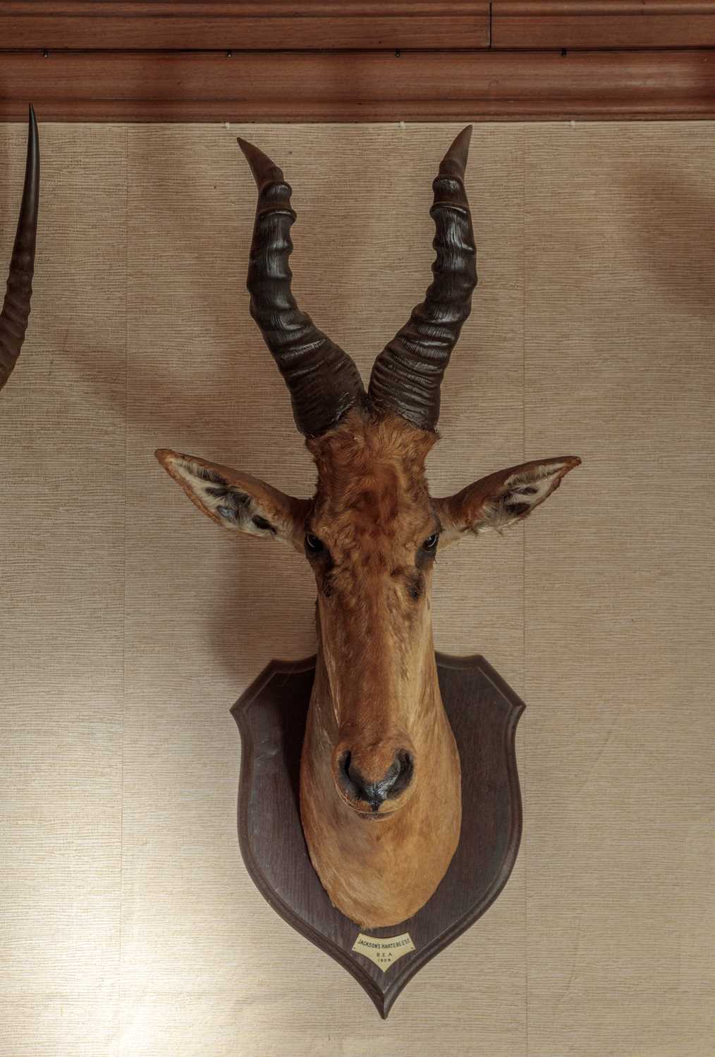 Taxidermy: Jackson's or Lelwel Hartebeest (Alcelaphus lelwel), dated 1909, British East Africa, by - Image 7 of 8