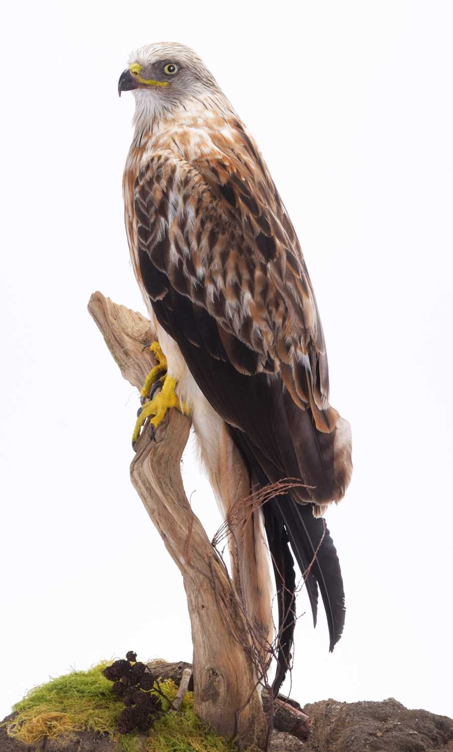 Taxidermy: A Cased Red Kite (Milvus milvus), dated 2023, a full mount adult with head turning to the - Image 4 of 10