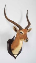 Taxidermy: Red Lechwe (Kobus leche), dated 1920, Kafue, Zambia, by Rowland Ward Ltd, "The Jungle",