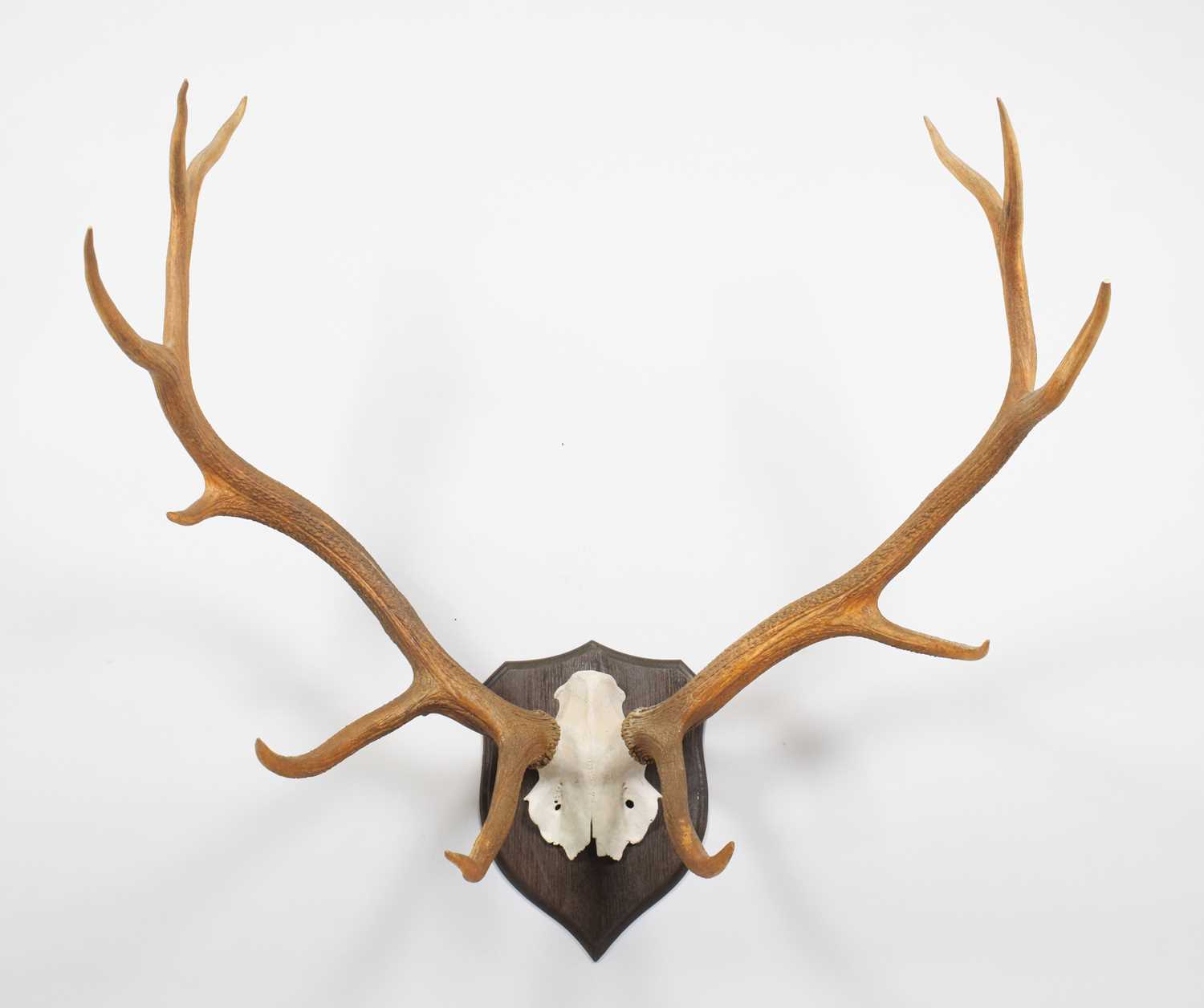 Antlers/Horns: North American Wapiti or Elk (Cervus canadensis nelsoni), circa 1927-1936, North