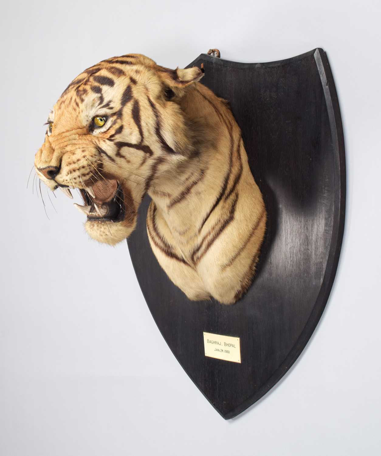 Taxidermy: Bengal Tiger (Panthera tigris tigris), dated January 24th 1930, by Van Ingen & Van Ingen, - Image 5 of 20