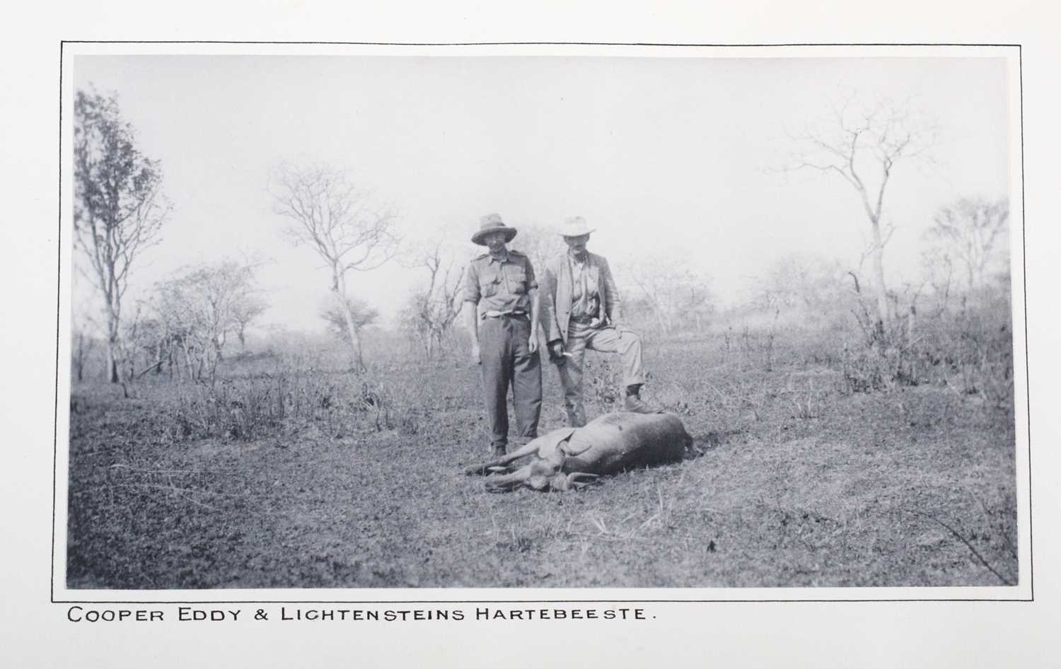 Taxidermy: Lichtenstein’s Hartebeest (Alcelaphus lichtensteinii), dated 1920, Kafue, Zambia, by - Image 6 of 8