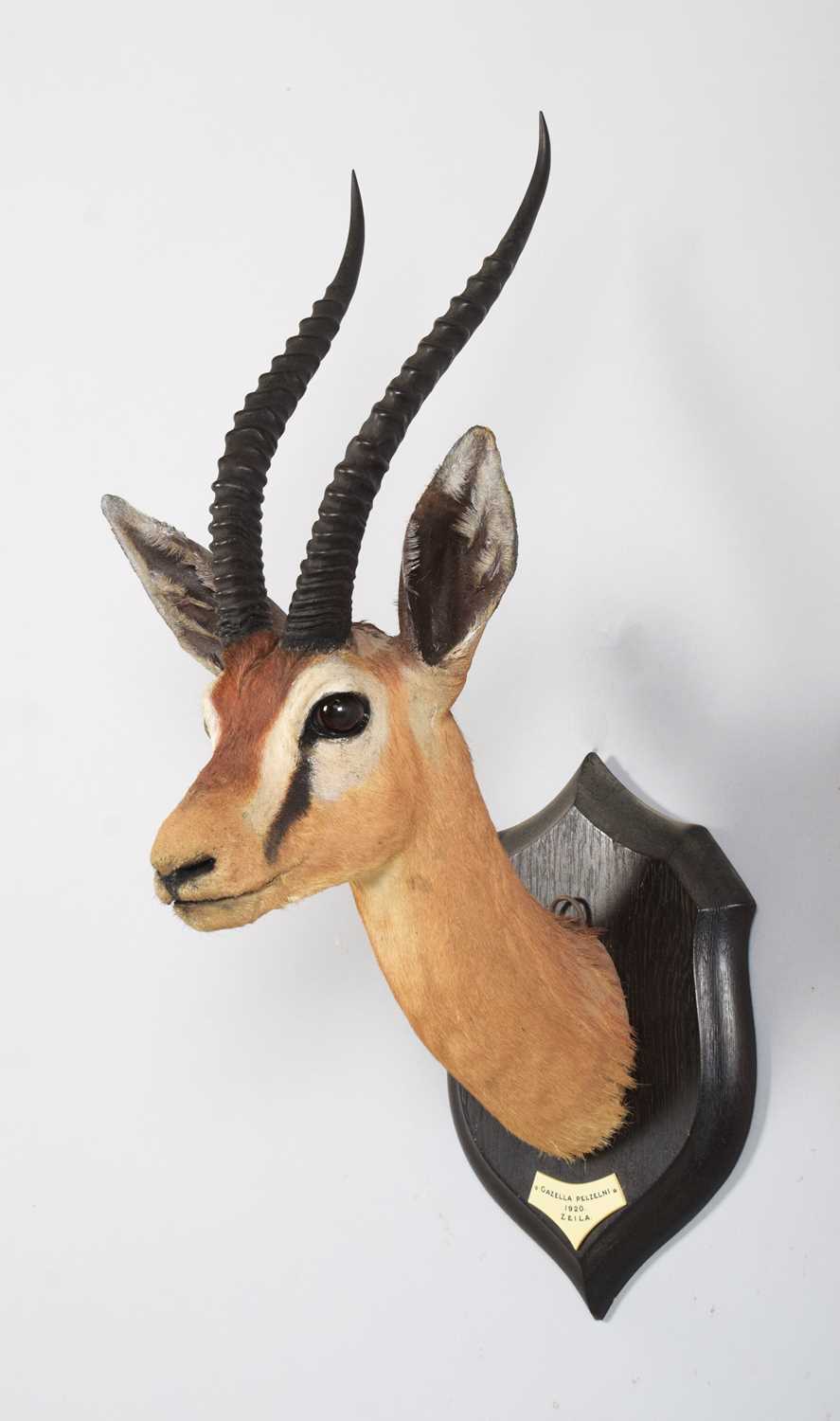 Taxidermy: Pelzeln's Gazelle (Gazella pelzelni), dated 1920, Zeila, Somalia, by Rowland Ward Ltd, " - Image 3 of 5