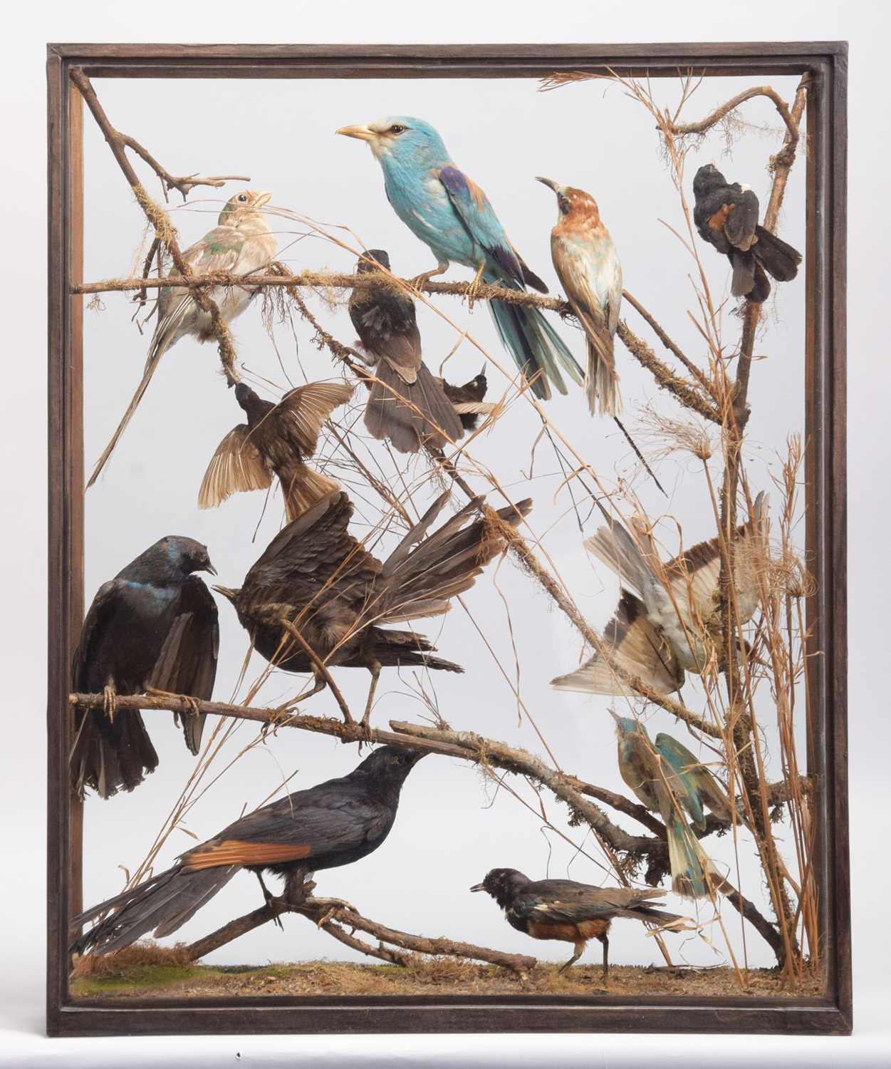 Taxidermy: A Cased Display of Exotic Tropical Birds, circa 1891-1921, by Rowland Ward, Ltd, "The - Image 3 of 10