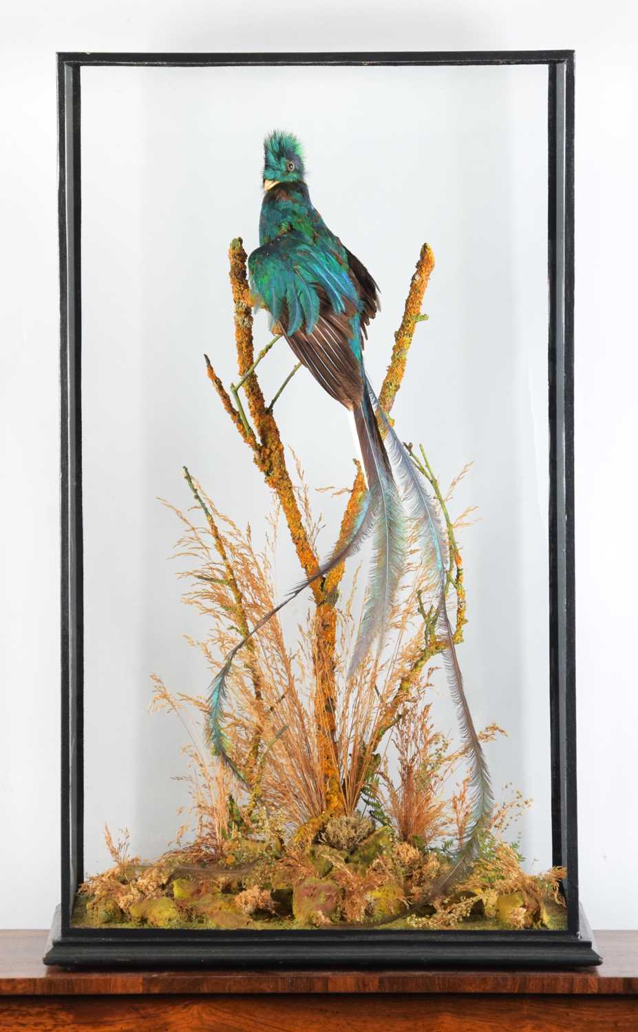 Taxidermy: A Large Cased Resplendent Quetzal (Pharomachrus mocinno), circa early 20th century, a