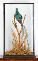 Taxidermy: A Large Cased Resplendent Quetzal (Pharomachrus mocinno), circa early 20th century, a