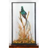 Taxidermy: A Large Cased Resplendent Quetzal (Pharomachrus mocinno), circa early 20th century, a