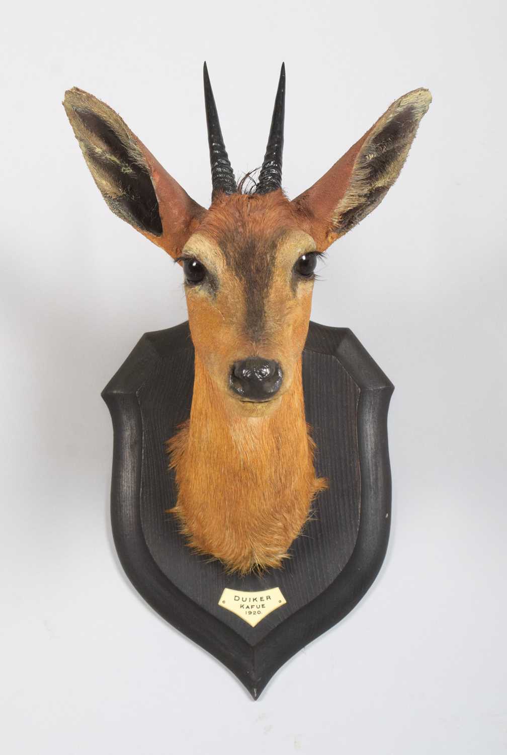 Taxidermy: East African Bush Duiker (Sylvicapra grimmia nyansae), dated 1920, Kafue, Zambia, by