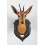 Taxidermy: East African Bush Duiker (Sylvicapra grimmia nyansae), dated 1920, Kafue, Zambia, by