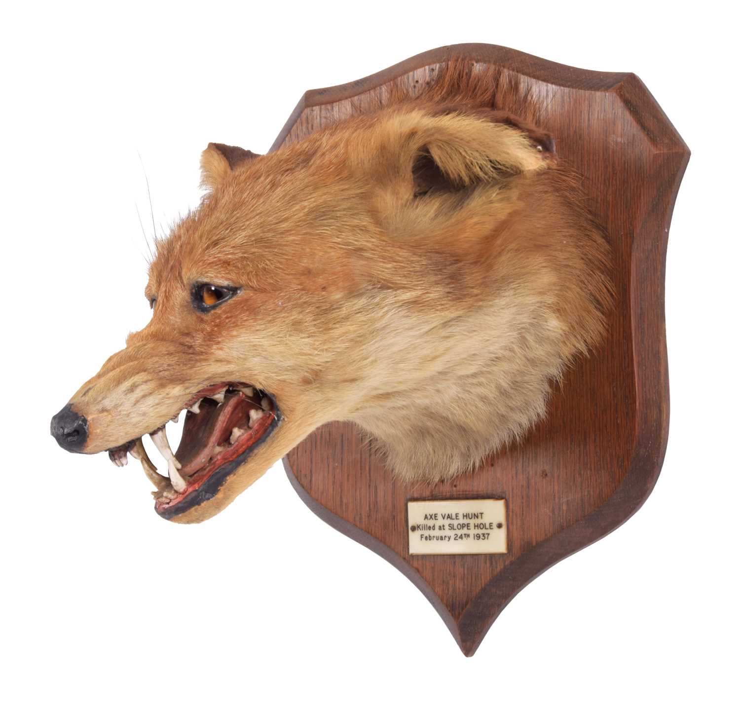 Taxidermy: Red Fox Mask (Vulpes vulpes), dated 1937, by Peter Spicer & Sons, Taxidermists, - Image 3 of 5