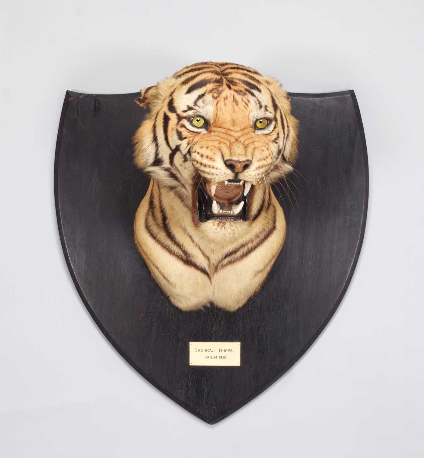 Taxidermy: Bengal Tiger (Panthera tigris tigris), dated January 24th 1930, by Van Ingen & Van Ingen,