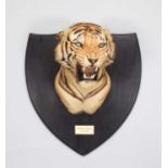 Taxidermy: Bengal Tiger (Panthera tigris tigris), dated January 24th 1930, by Van Ingen & Van Ingen,
