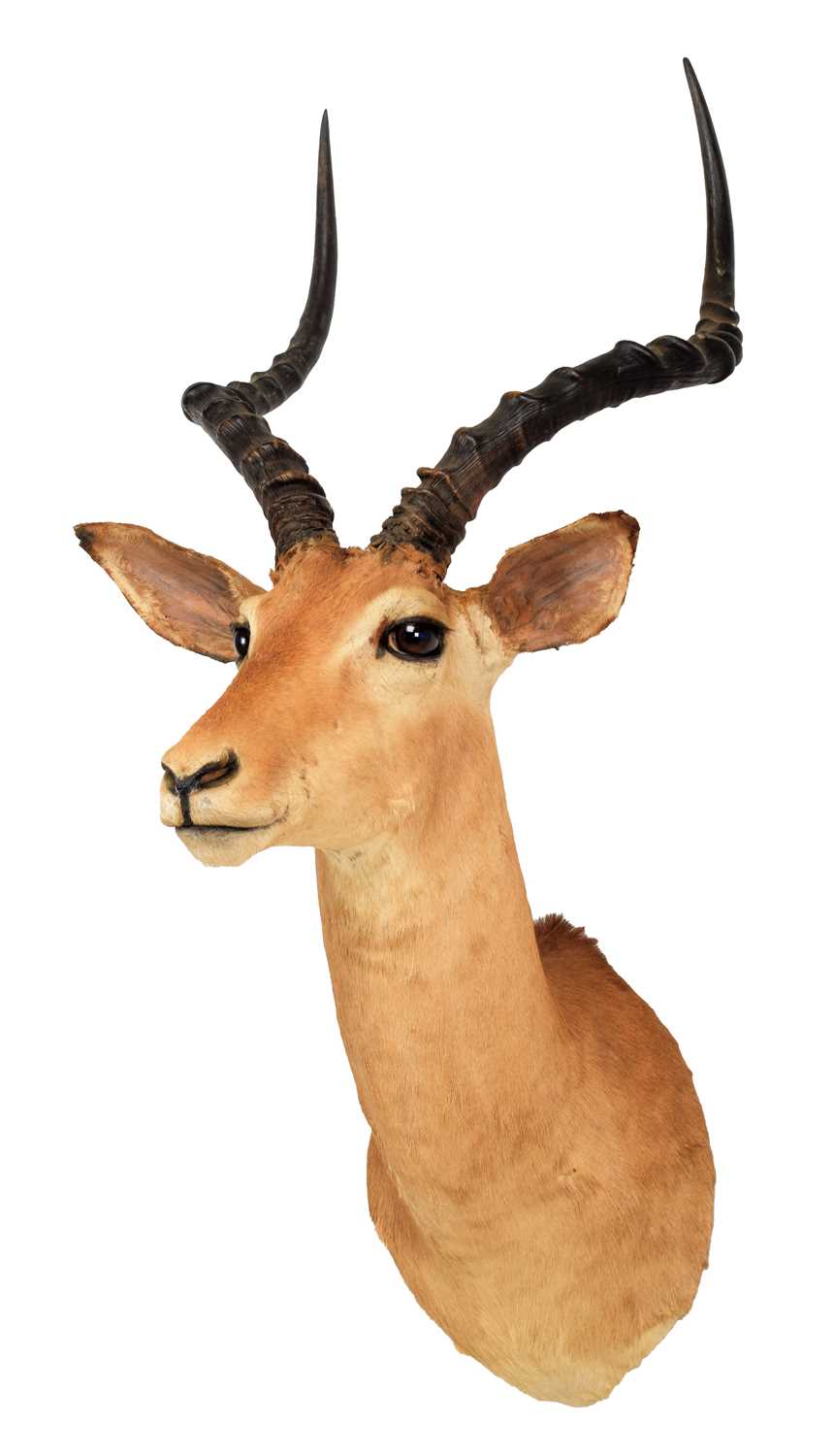 Taxidermy: Common Impala (Aepyceros Melampus) circa late 20th century, South Africa, an adult male