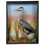 Taxidermy: A Late Victorian Cased Grey Heron (Ardea cinerea), circa 1880-1900, a good quality full