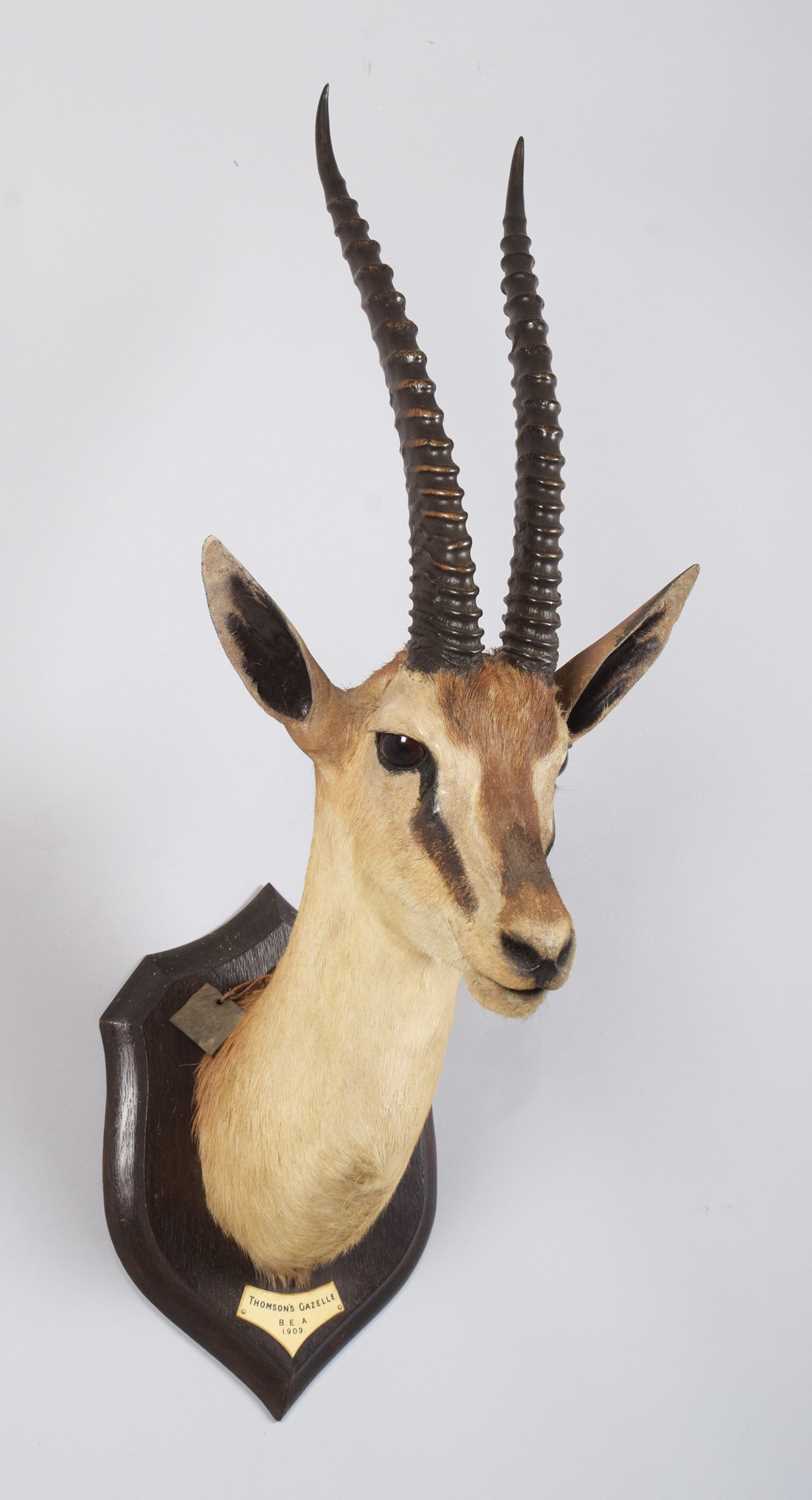 Taxidermy: Thomson's Gazelle (Eudorcas thomsonii), dated 1909, British East Africa, by Rowland - Image 3 of 6