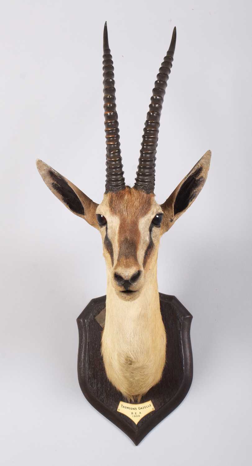 Taxidermy: Thomson's Gazelle (Eudorcas thomsonii), dated 1909, British East Africa, by Rowland - Image 2 of 6