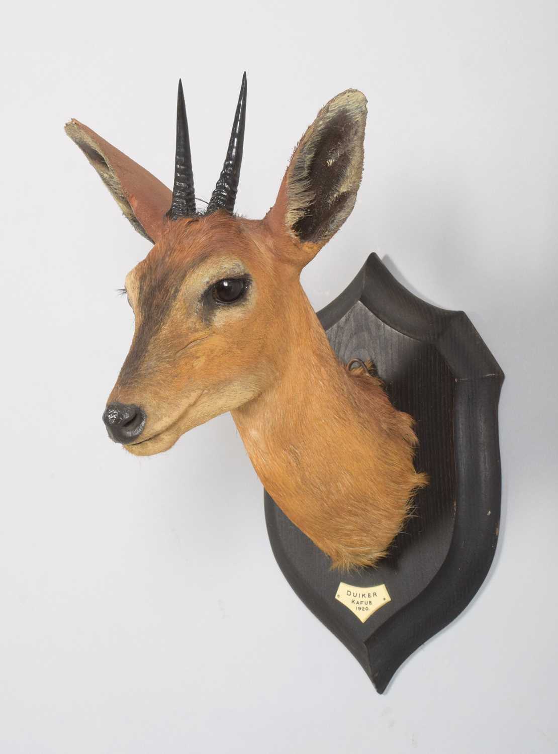 Taxidermy: East African Bush Duiker (Sylvicapra grimmia nyansae), dated 1920, Kafue, Zambia, by - Image 3 of 5