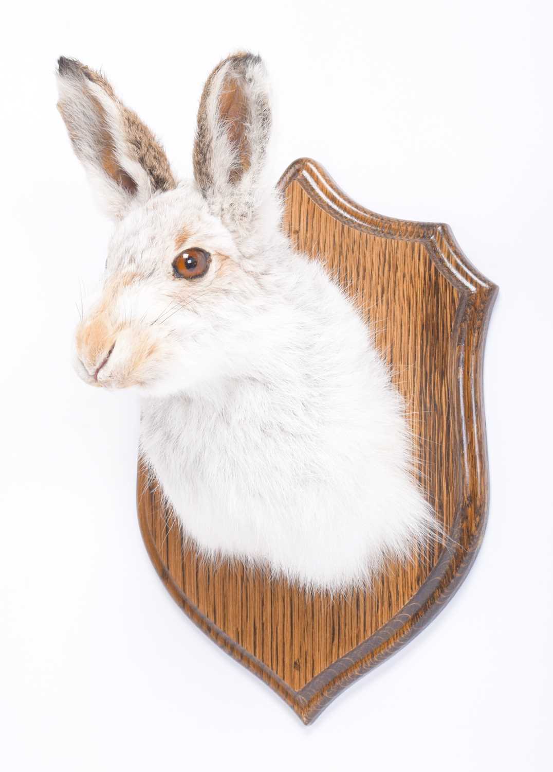 Taxidermy: Scottish Mountain Hare (Lepus timidus), dated 2018, an adult shoulder mount with head - Image 2 of 3