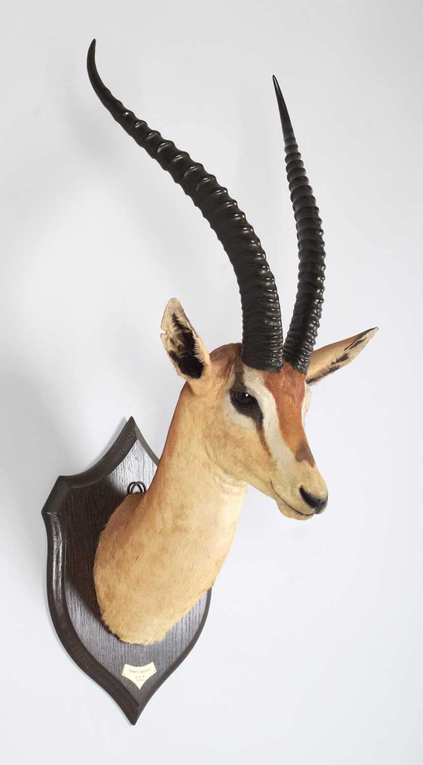 Taxidermy: Southern Grant's Gazelle (Nanger granti), dated 1909, British East Africa, by Rowland - Image 2 of 6