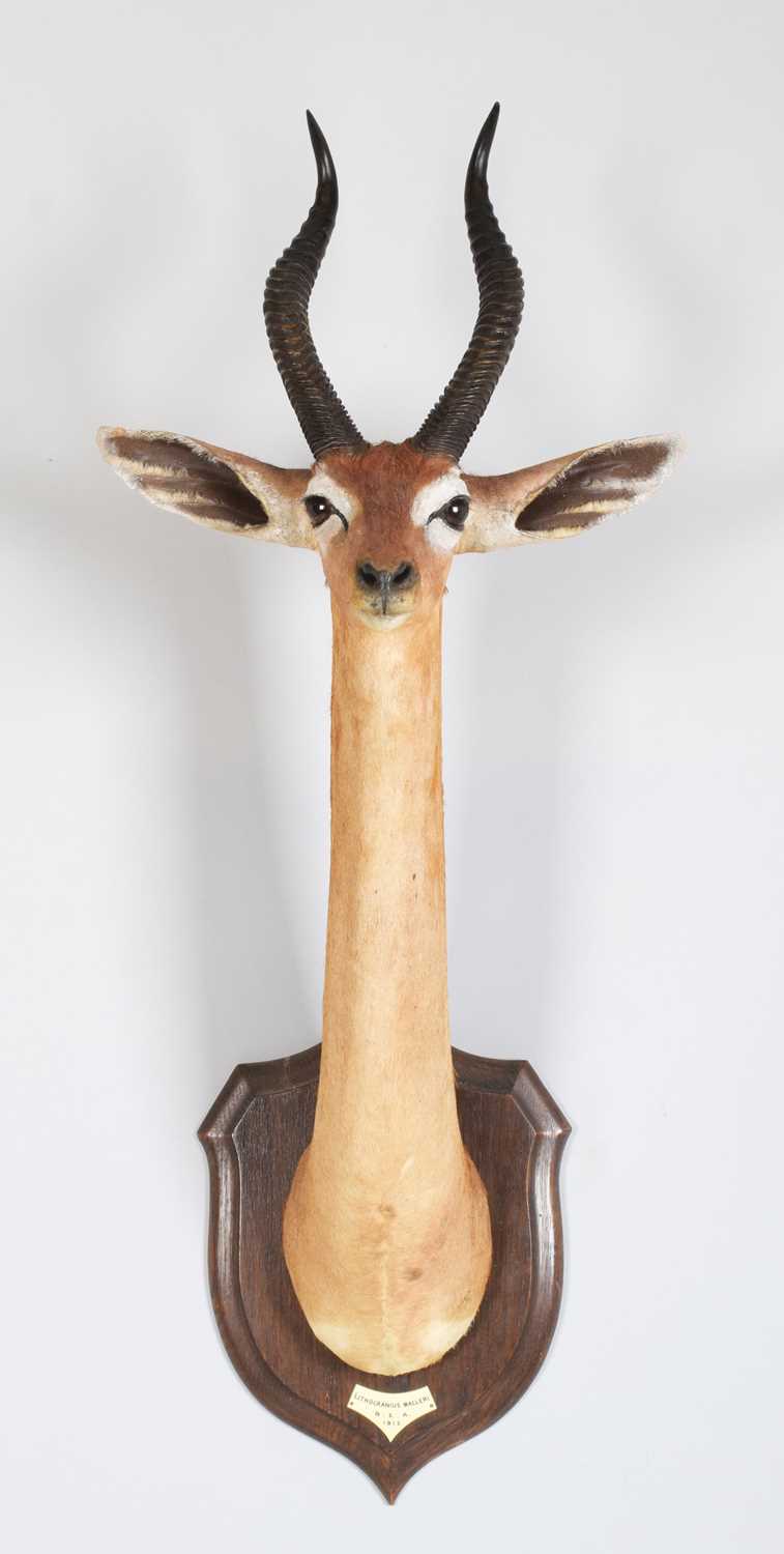 Taxidermy: Southern Gerenuk (Litocranius walleri walleri), dated 1912, British East Africa, by