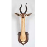 Taxidermy: Southern Gerenuk (Litocranius walleri walleri), dated 1912, British East Africa, by