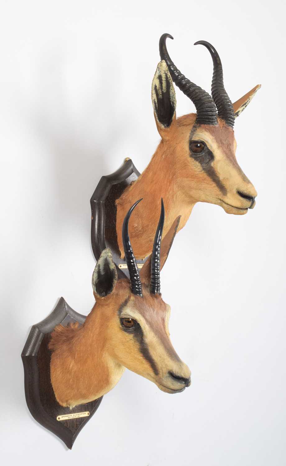 Taxidermy: A Pair of South African Springbok (Antidorcas marsupialis), dated August 29th-30th - Image 3 of 7