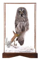 Taxidermy: A Large Cased Great Grey Owl (Strix nebulosa), dated 2023, captived bred, a high