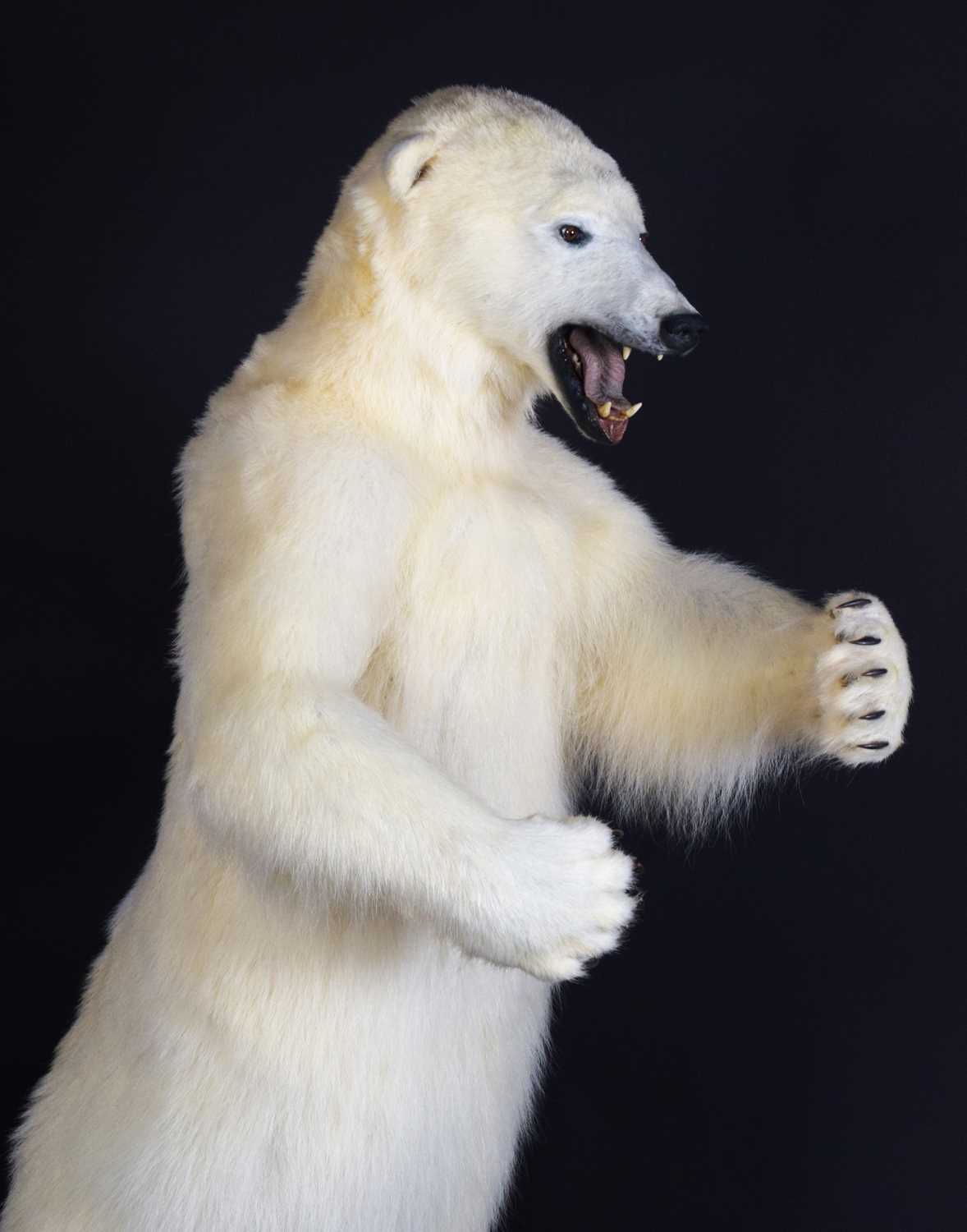 Taxidermy: Polar Bear (Ursus maritimus), circa 1997, a large full mount adult in upright standing - Image 8 of 12