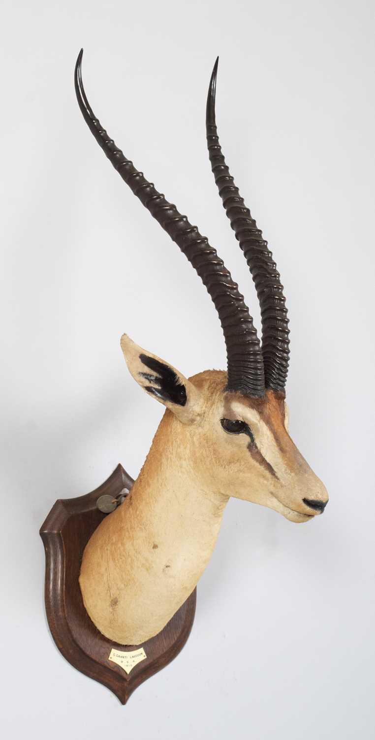 Taxidermy: Southern Grant's Gazelle (Nanger granti), dated 1912, British East Africa, by Rowland - Image 3 of 7