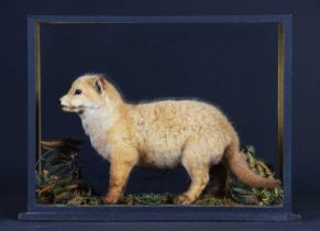 Taxidermy: A Cased European Red Fox Cub (Vulpes vulpes), circa early-mid 20th century, by Edward