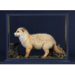 Taxidermy: A Cased European Red Fox Cub (Vulpes vulpes), circa early-mid 20th century, by Edward