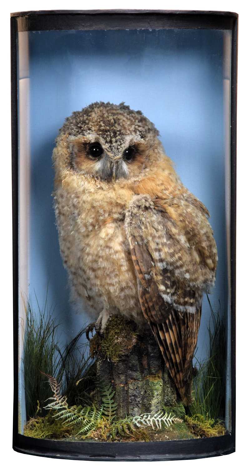 Taxidermy: A Cased Juvenile Tawny Owl (Strix aluco), dated 2023, by A.J. Armitstead, Taxidermist &