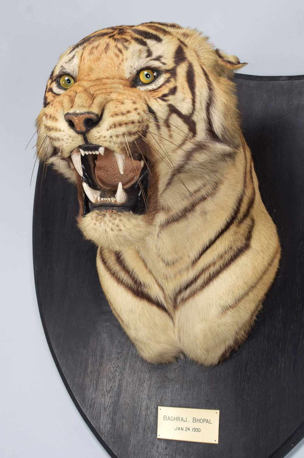 Taxidermy: Bengal Tiger (Panthera tigris tigris), dated January 24th 1930, by Van Ingen & Van Ingen, - Image 7 of 20