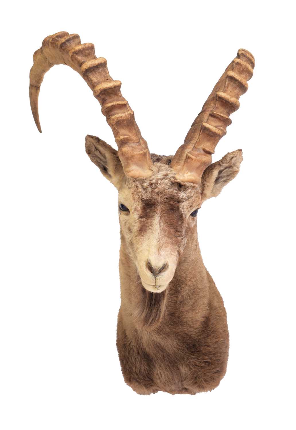 Taxidermy: Mid-Asian Ibex (Capra sibirica sibirica), mid-late 20th century, a high quality adult - Image 3 of 3