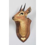 Taxidermy: Central Oribi (Ourebia hastata), dated 1902, White Nile, an adult male neck mount with