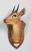 Taxidermy: Central Oribi (Ourebia hastata), dated 1902, White Nile, an adult male neck mount with