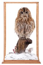 Taxidermy: A Cased Tawny Owl (Strix aluco), circa 2023, a high quality full mount adult looking
