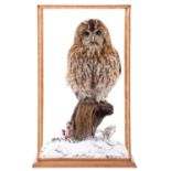 Taxidermy: A Cased Tawny Owl (Strix aluco), circa 2023, a high quality full mount adult looking