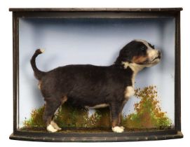 Taxidermy: A Cased Bernese Mountain Dog Puppy (Canis familiaris), modern, a small preserved puppy