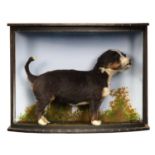 Taxidermy: A Cased Bernese Mountain Dog Puppy (Canis familiaris), modern, a small preserved puppy