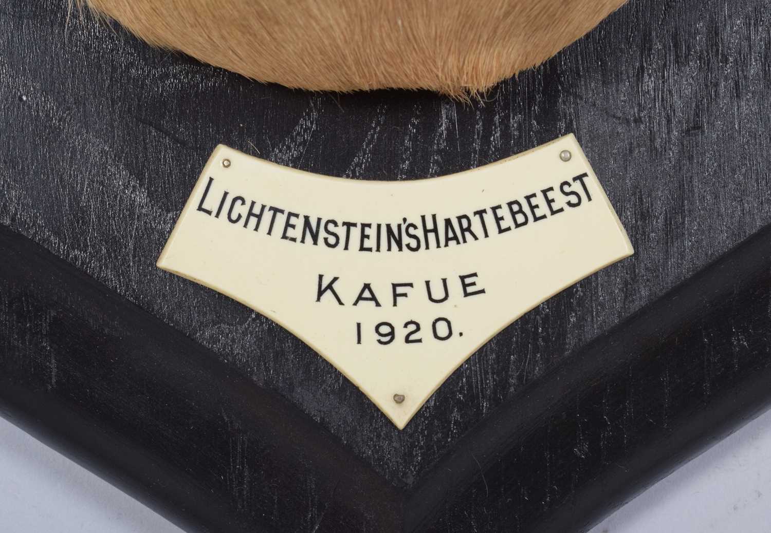 Taxidermy: Lichtenstein’s Hartebeest (Alcelaphus lichtensteinii), dated 1920, Kafue, Zambia, by - Image 4 of 8