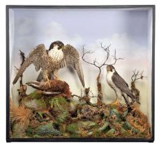 Taxidermy: A Late Victorian Cased Pair of Peregrine Falcons (Falco peregrinus), by Cecil. H.