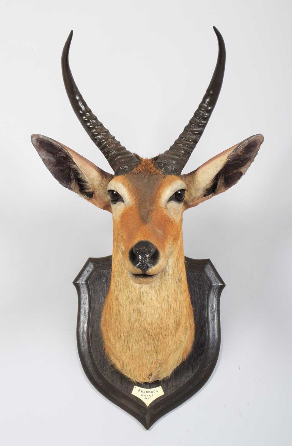 Taxidermy: Common Reedbuck (Redunca arundinum), dated 1920, Kafue, Zambia, by Rowland Ward Ltd, "The - Image 2 of 8