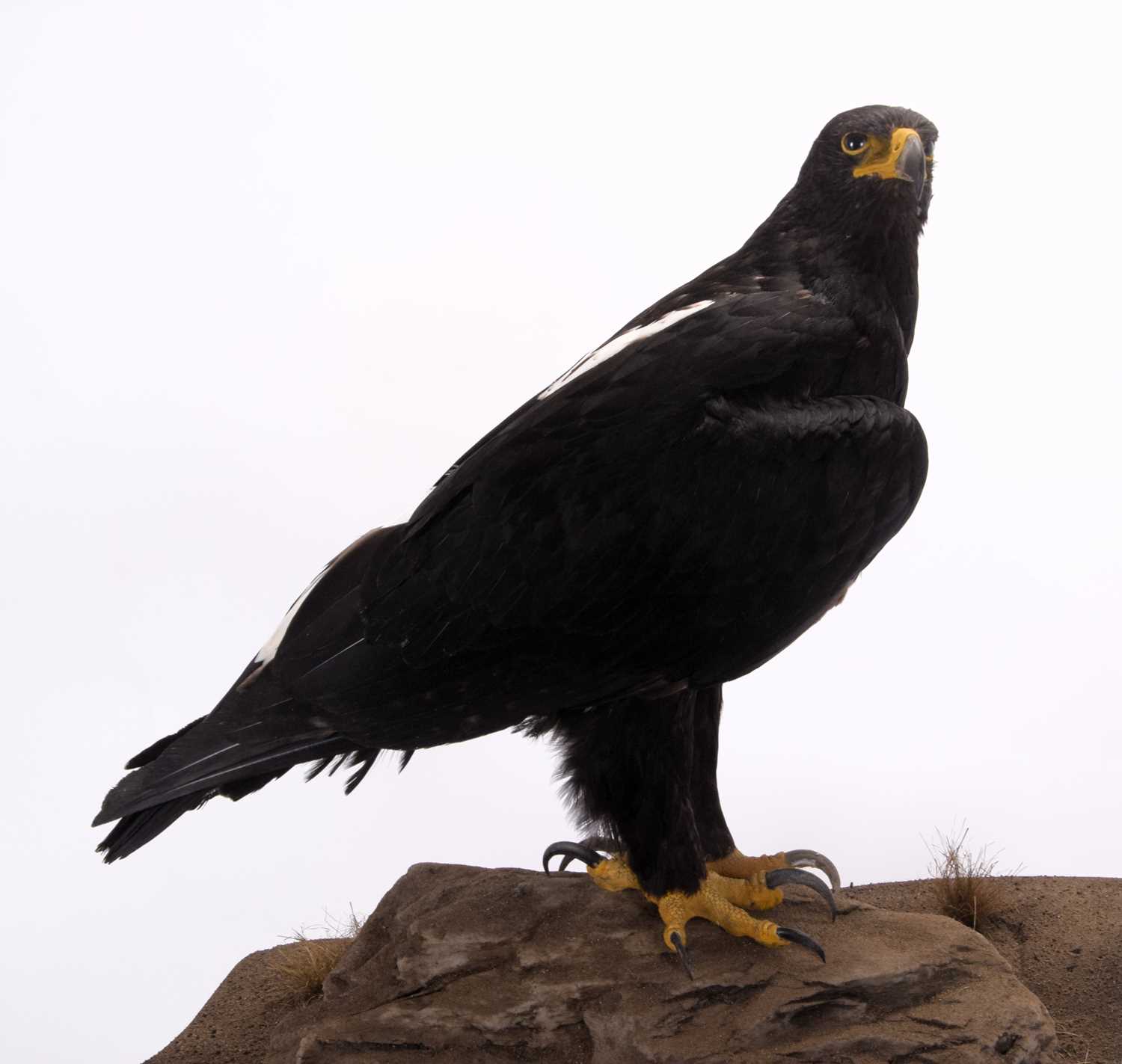 Taxidermy: A Cased Verreaux's Eagle (Aquila verreauxii), captive bred, dated 2023, by Carl Church, - Image 2 of 8