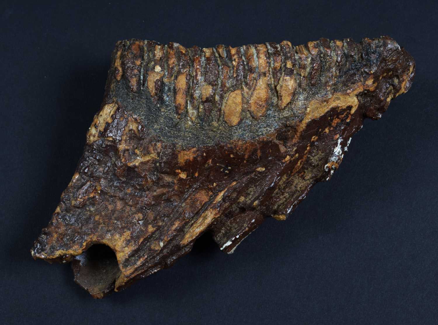 Natural History: A Fossilized Mammoth Tooth (Mammuthus), approx 4000 years old, a preserved - Image 4 of 6